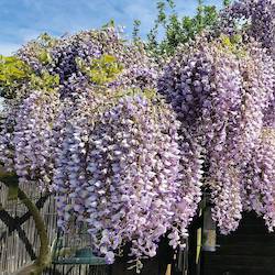 purple wisteria flowers