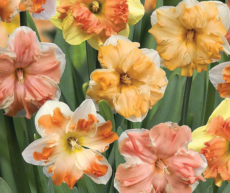 colourful & unusual daffodil variety