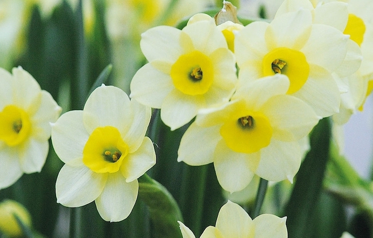 pale yellow and cream daffodil