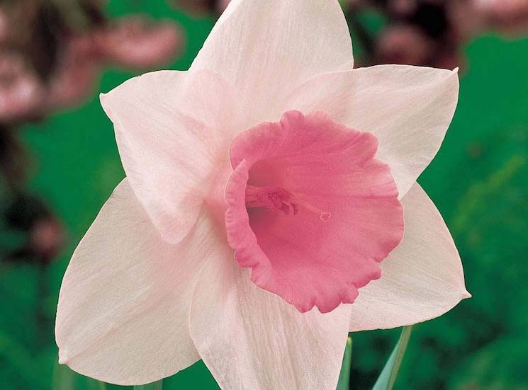 pastel pink daffodil