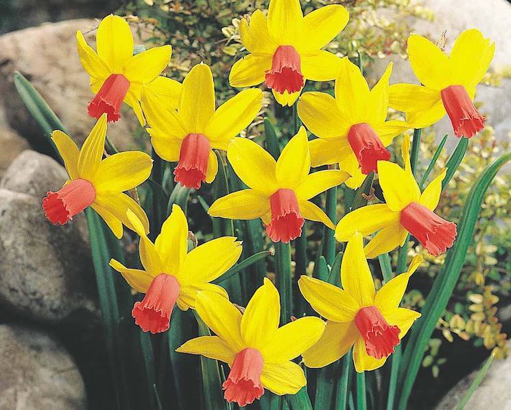 yellow and red daffodils in rockery