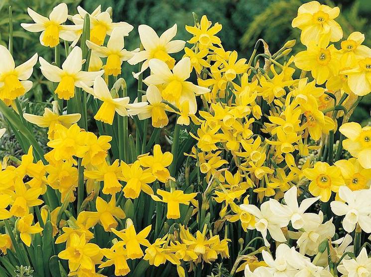 group of bright yellow daffodils