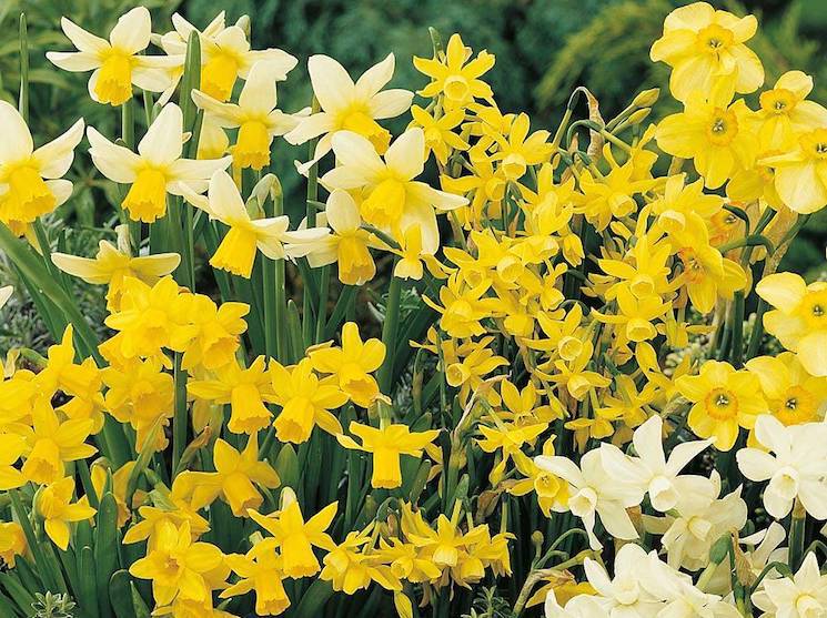 Growing Daffodils: When to Plant Daffodils, How to Plant Daffodils