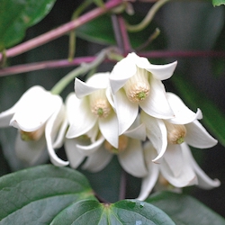 delicate white clematis