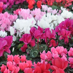 bright pink cyclamen