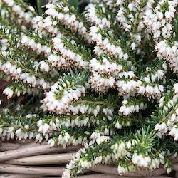 white heather blooms with green leaves