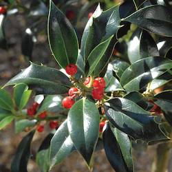 red holly berries with green leaves