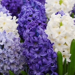 purple and white hyacinth