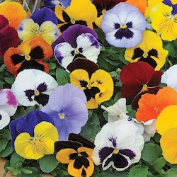 brightly coloured winter pansies