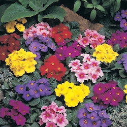 cottage garden favourites primrose