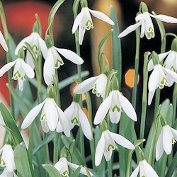 white and green snowdrops