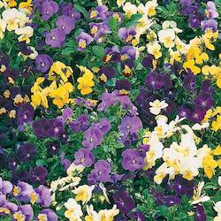 yellow and purple violas flowers