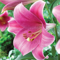 how to grow lilies