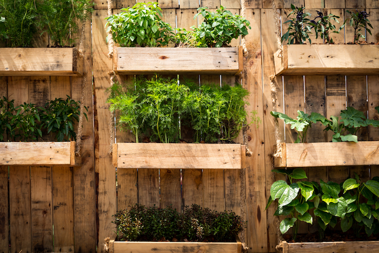 vertical vegetable growing