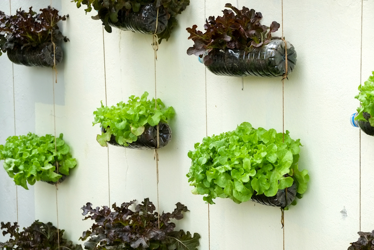 recycled plastic bottle vertical planters vegetables