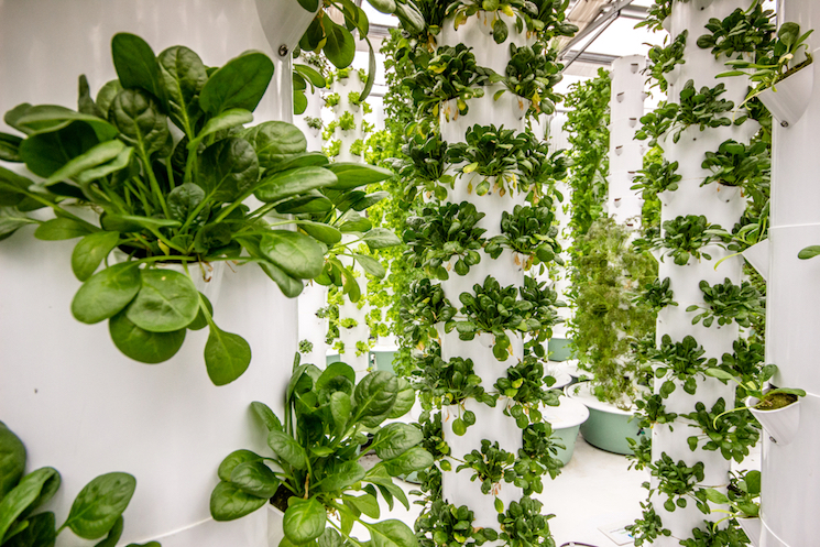 vertical aeroponic farm