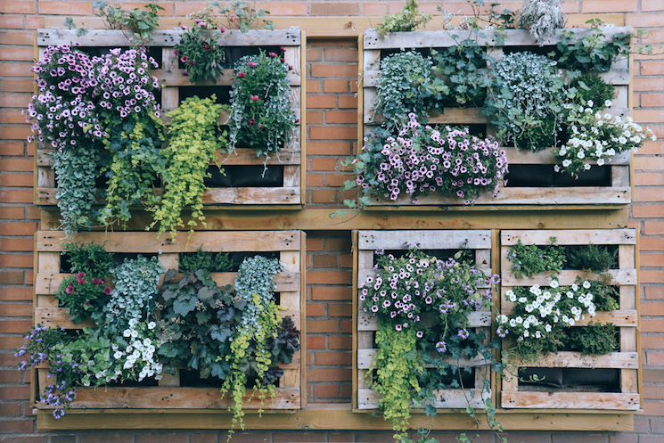 Vertical gardens in pallets