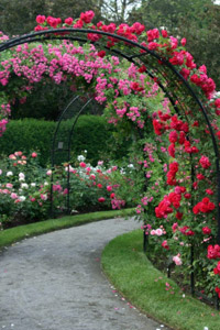 rose arch