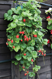 strawberry growing pouch