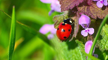 how to create a wildlife garden