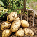 Save 20% on all Vegetable plants