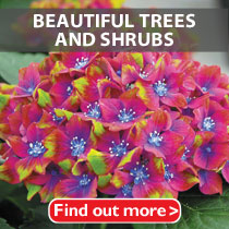 Beautiful Trees and Shrubs