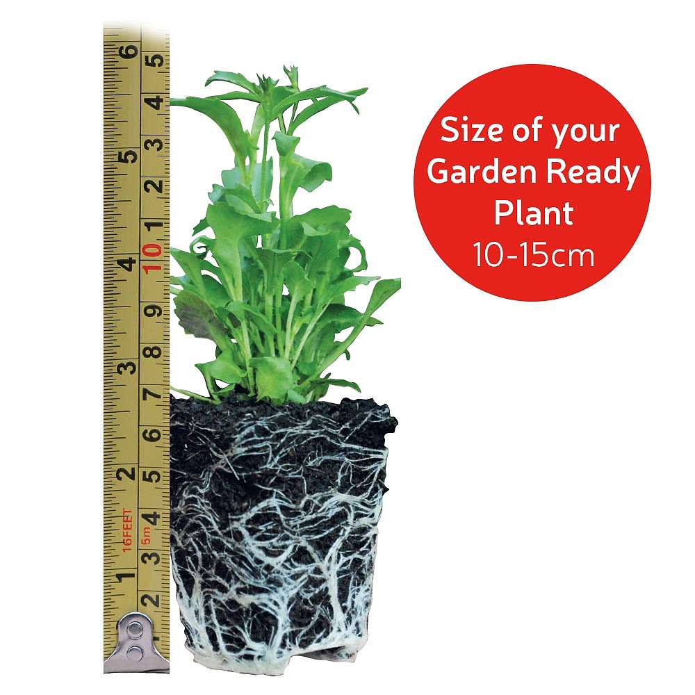 garden-ready plug plants